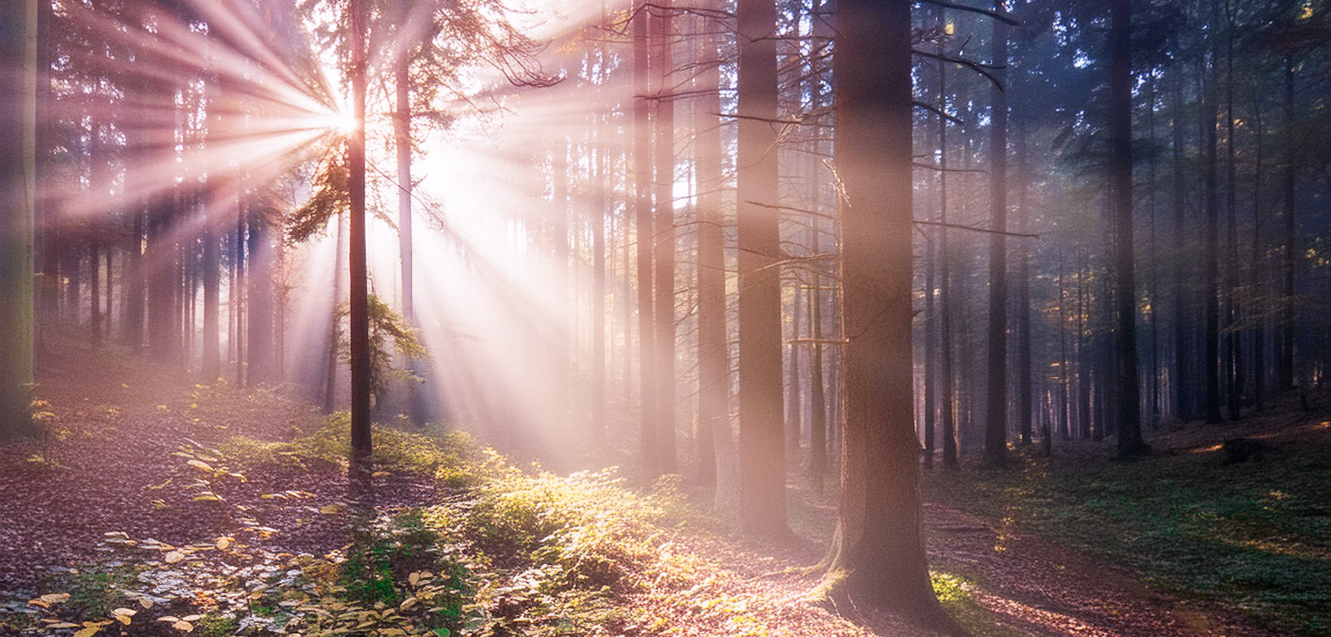 Sonne strahlt durch Bäume - WildkräuterWellness Kranichfeld Erfurt Weimar