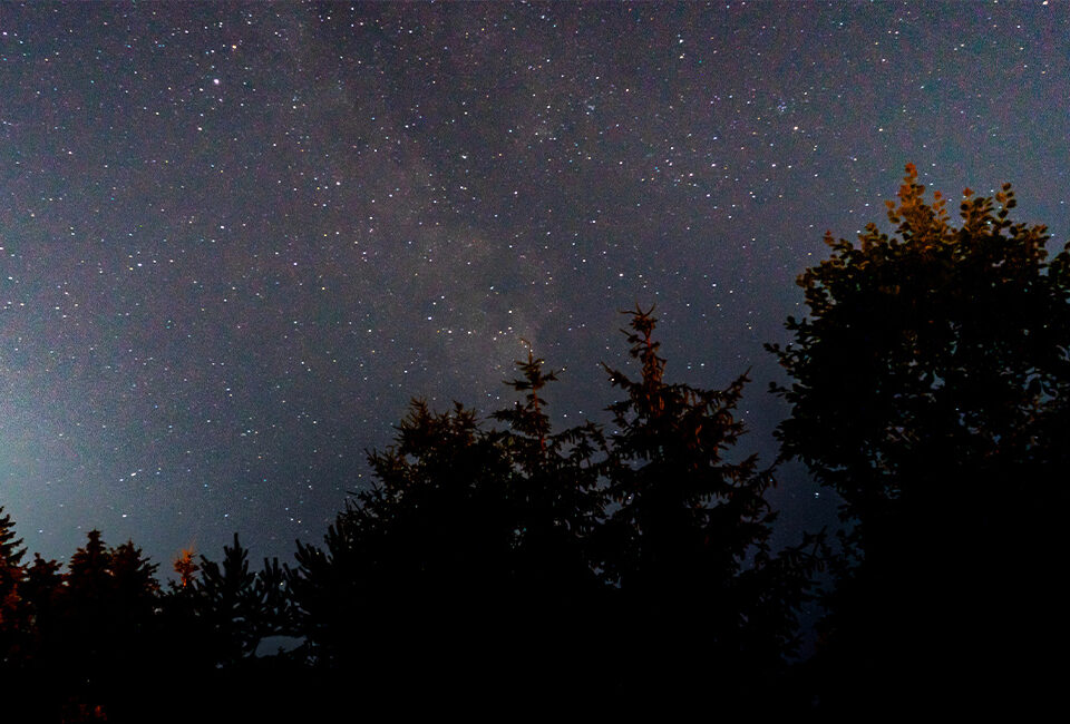 Wildkräuterwellness-NATUR BEI NACHT - Nachtwanderung